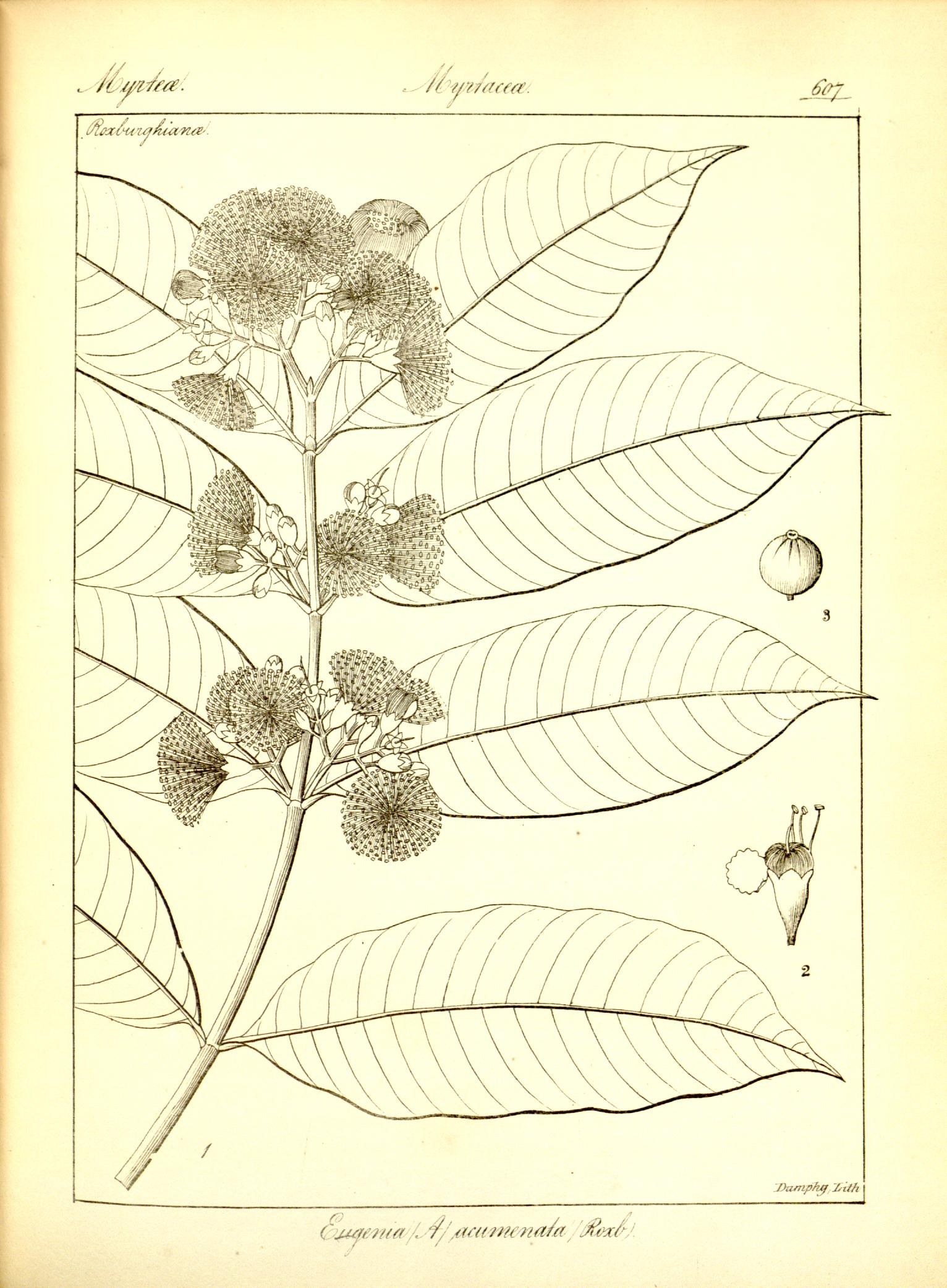 Plate 607