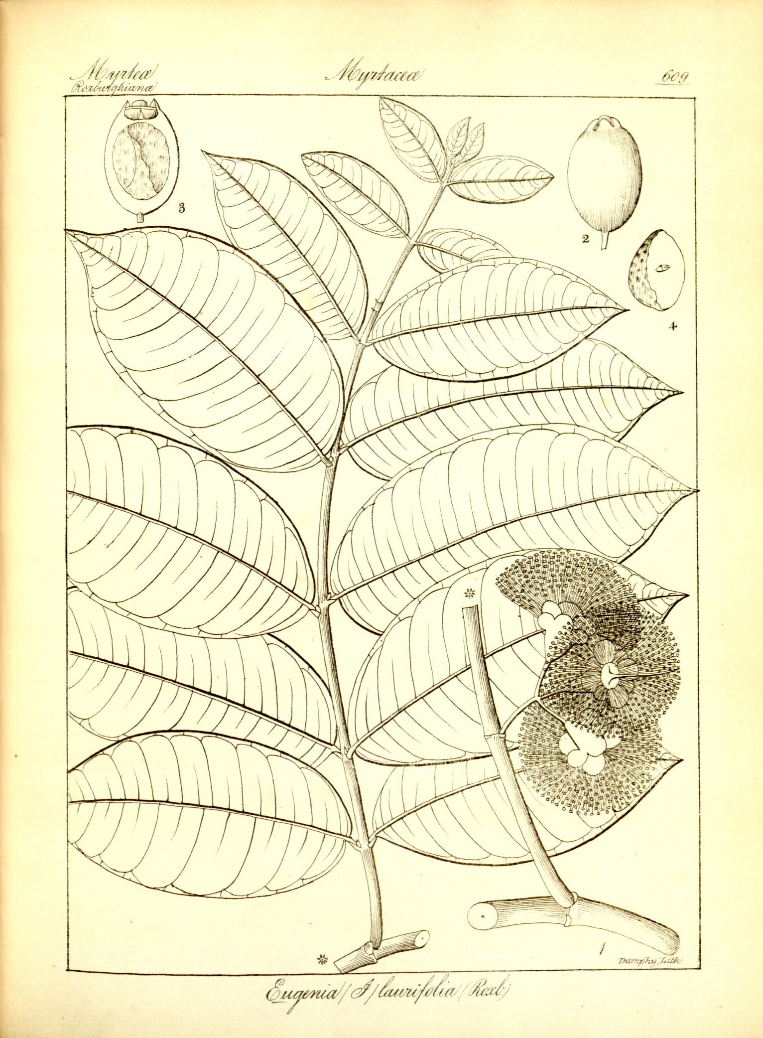 Plate 609