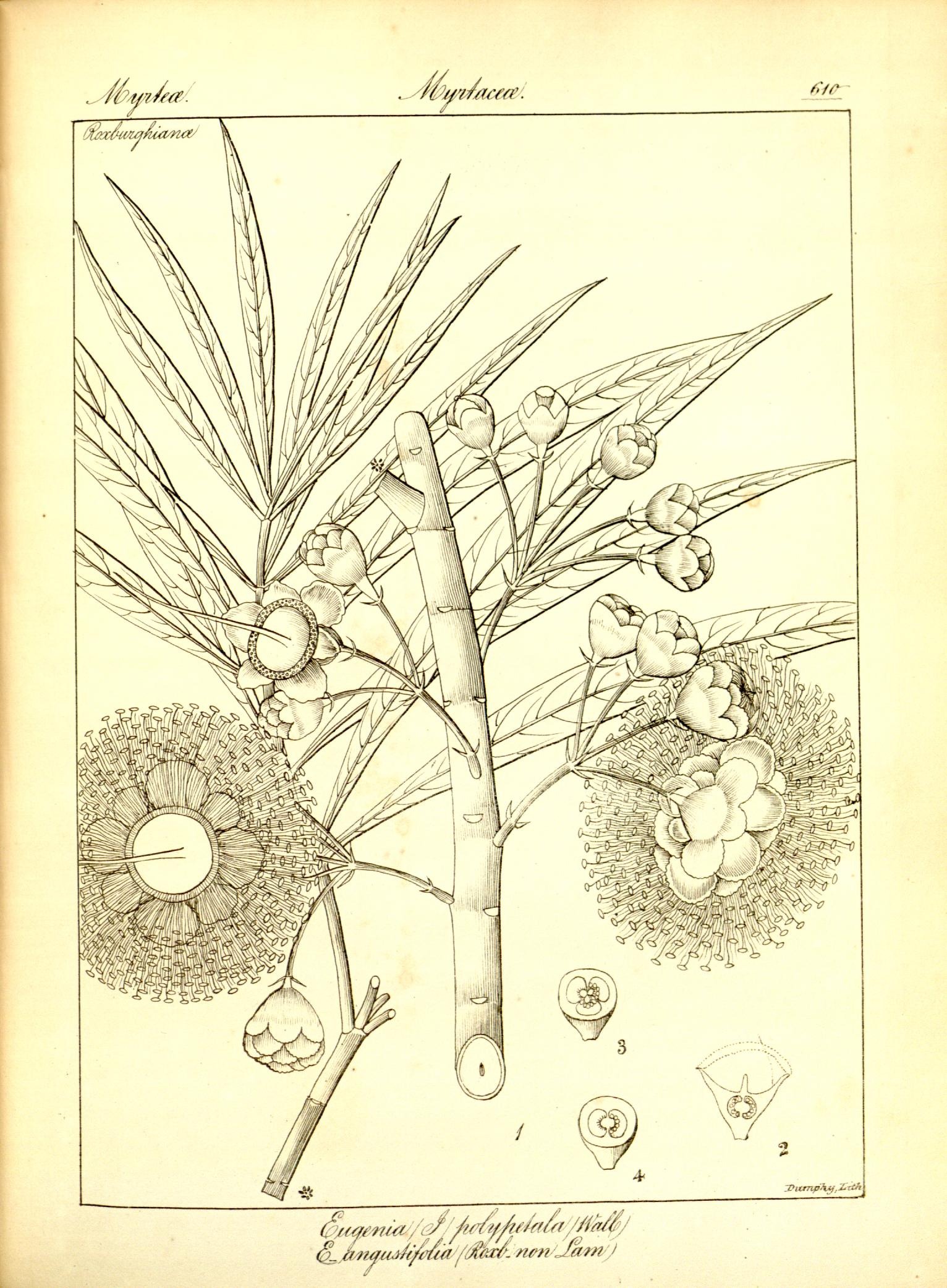 Plate 610