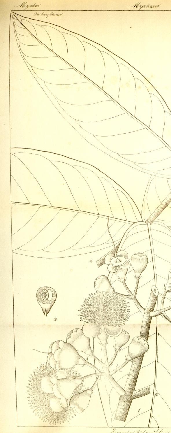 Plate 611