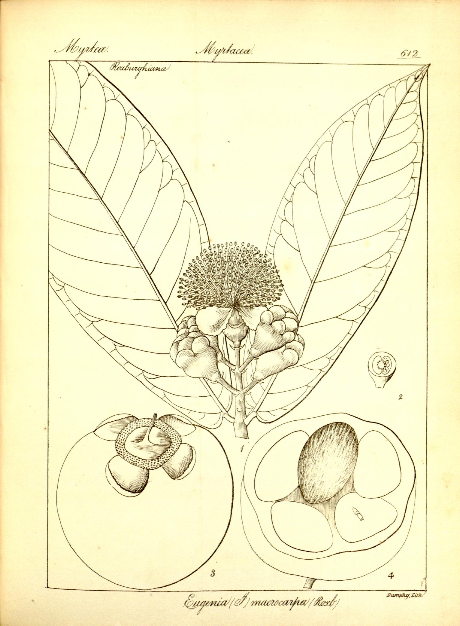 Plate 612