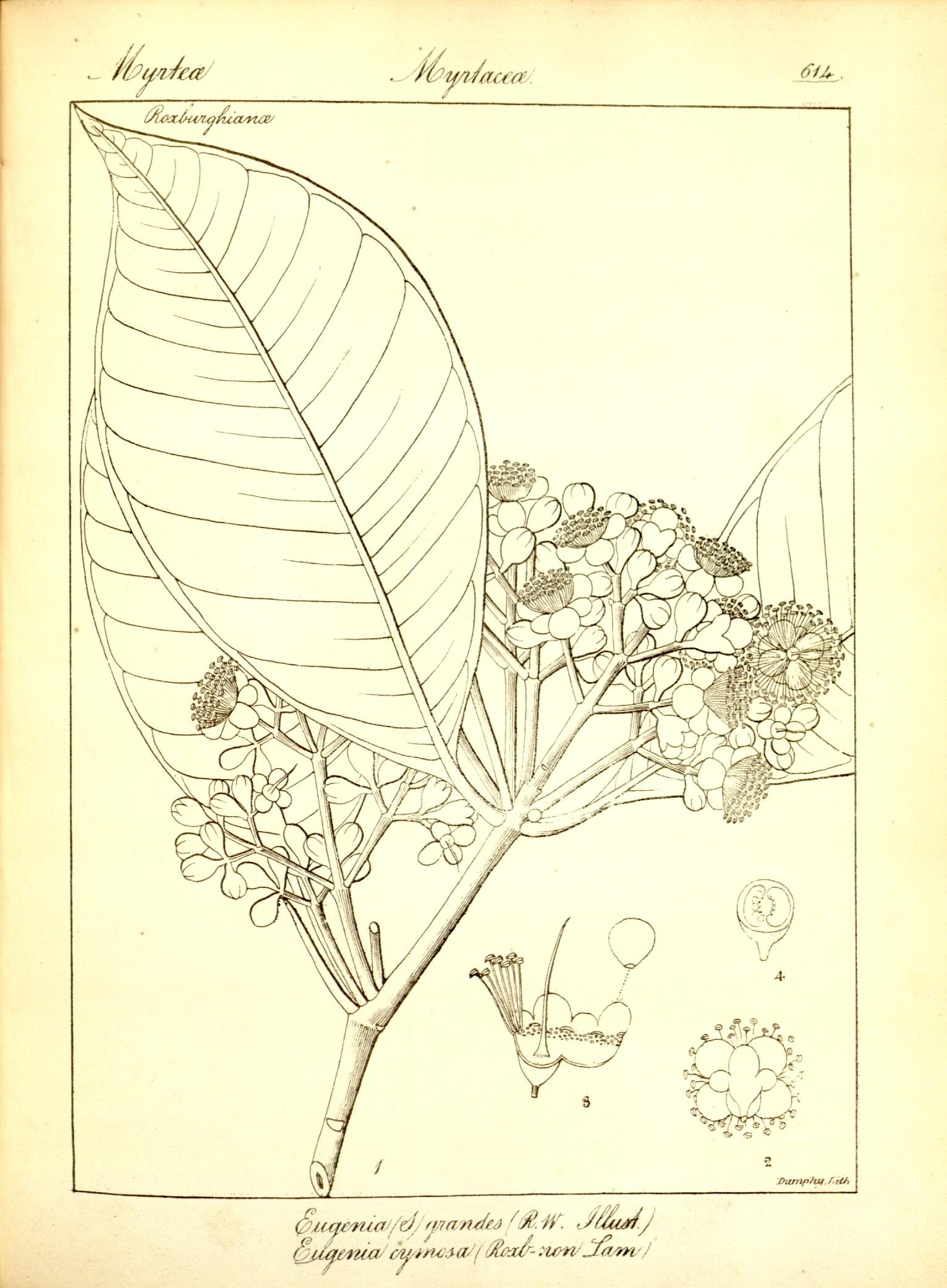 Plate 614