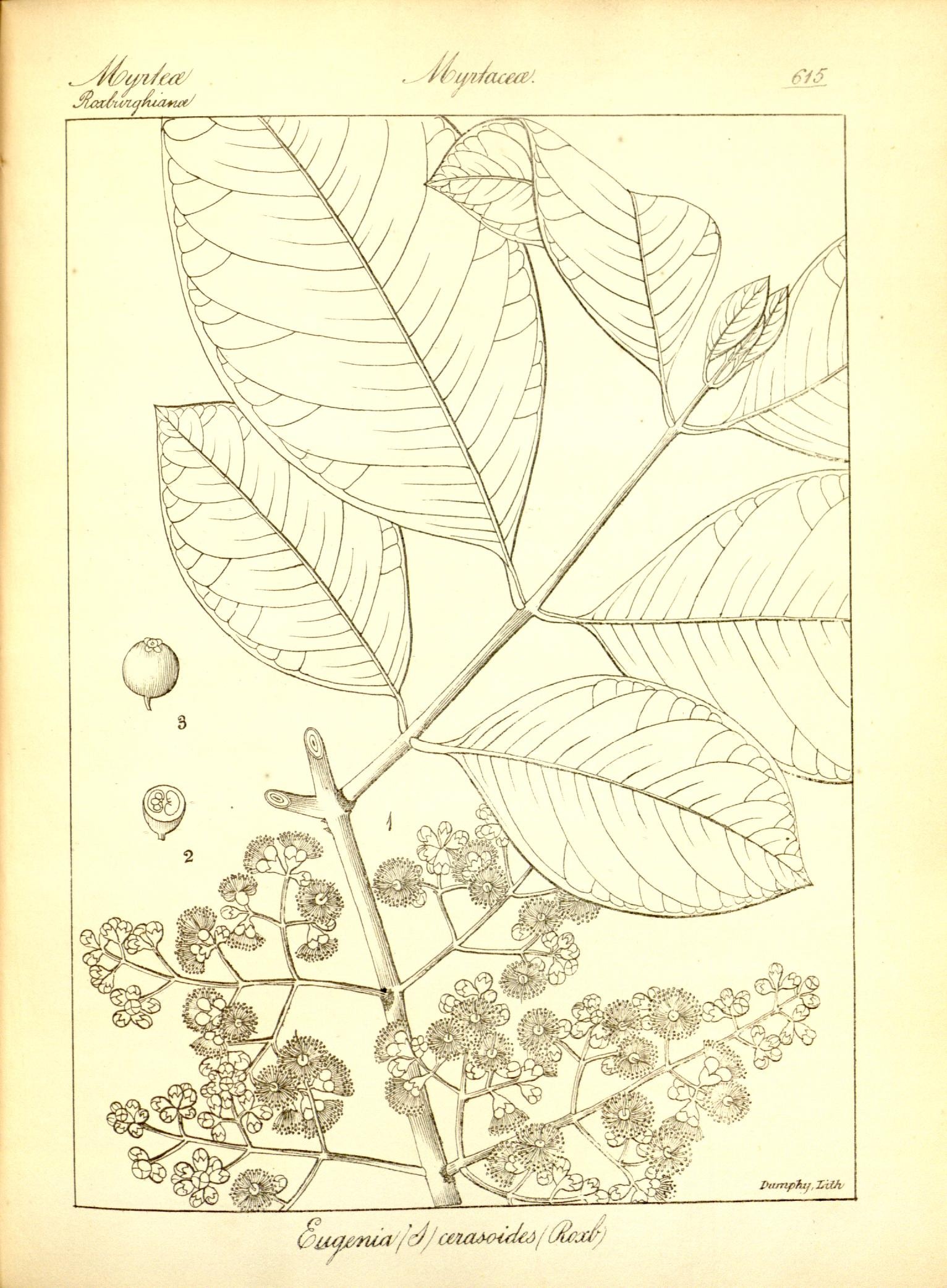 Plate 615