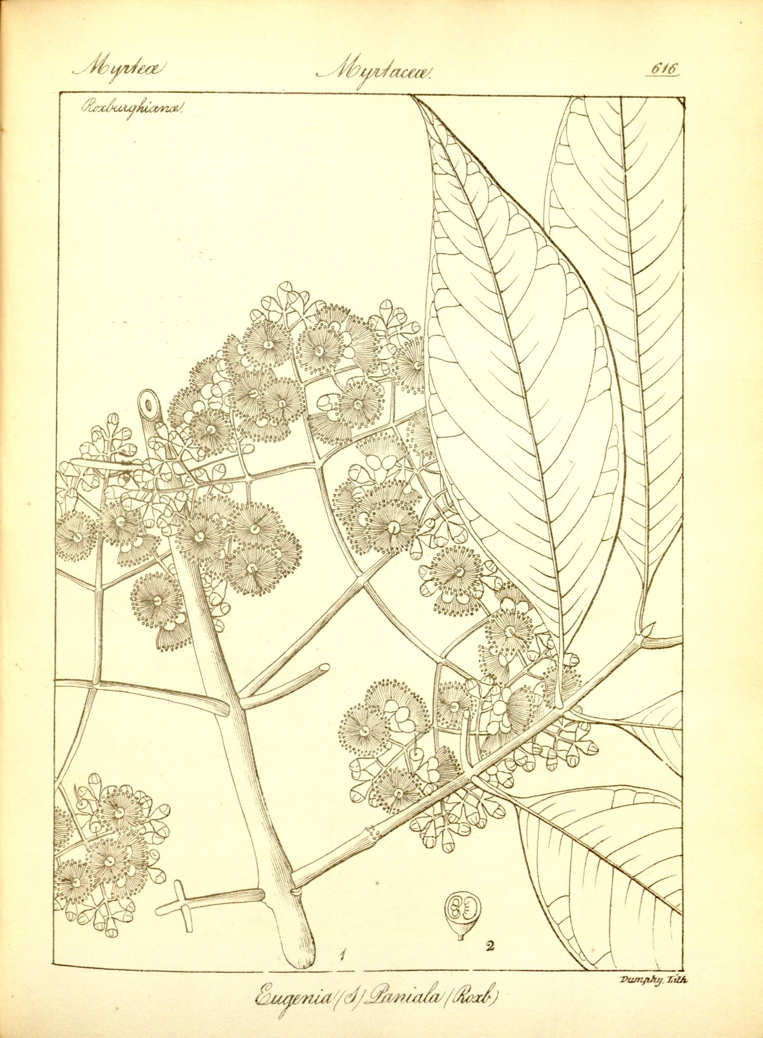 Plate 616