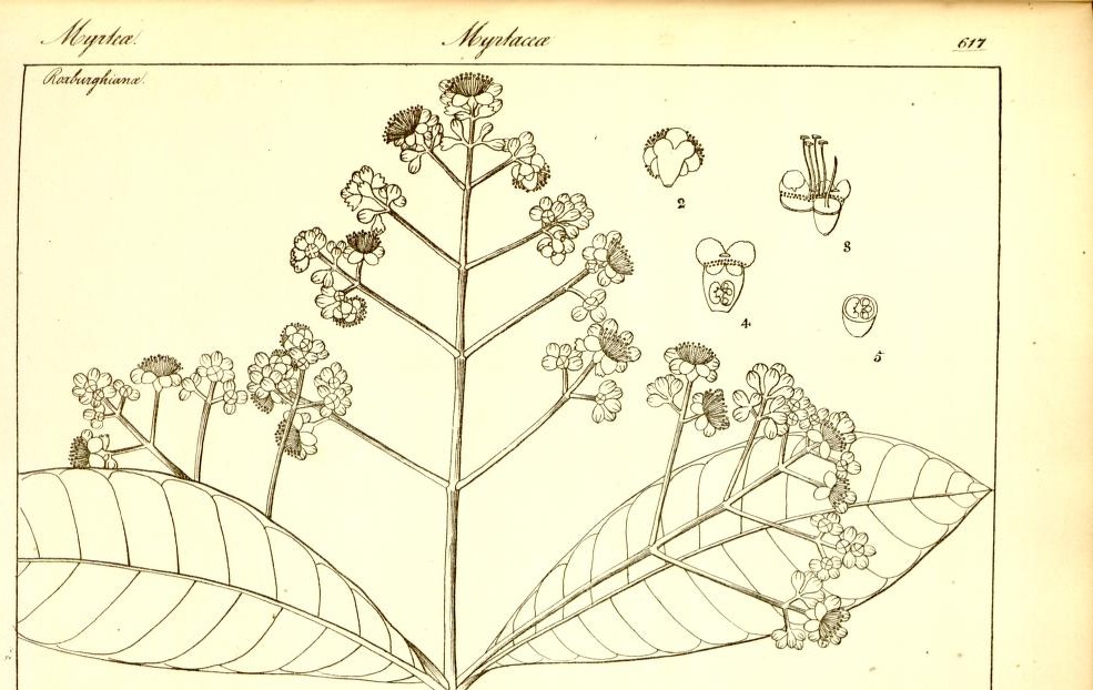 Plate 617