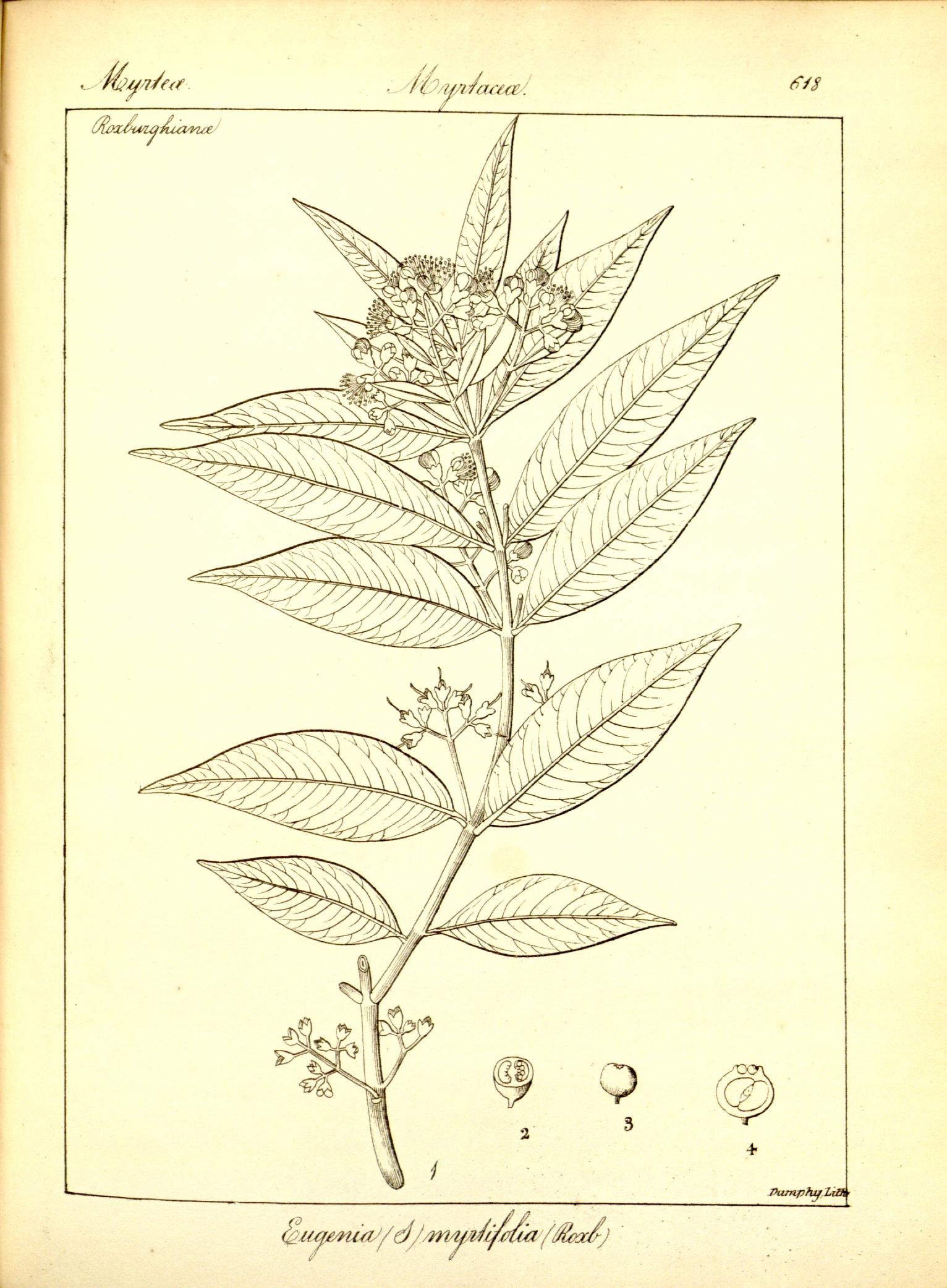 Plate 618
