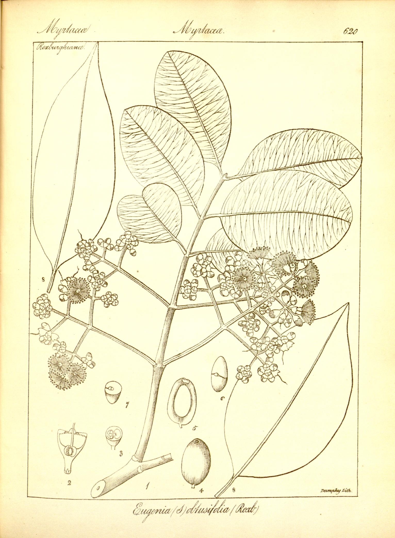 Plate 620