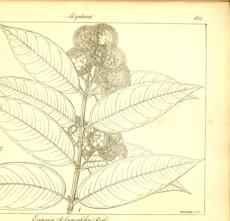 Plate 621