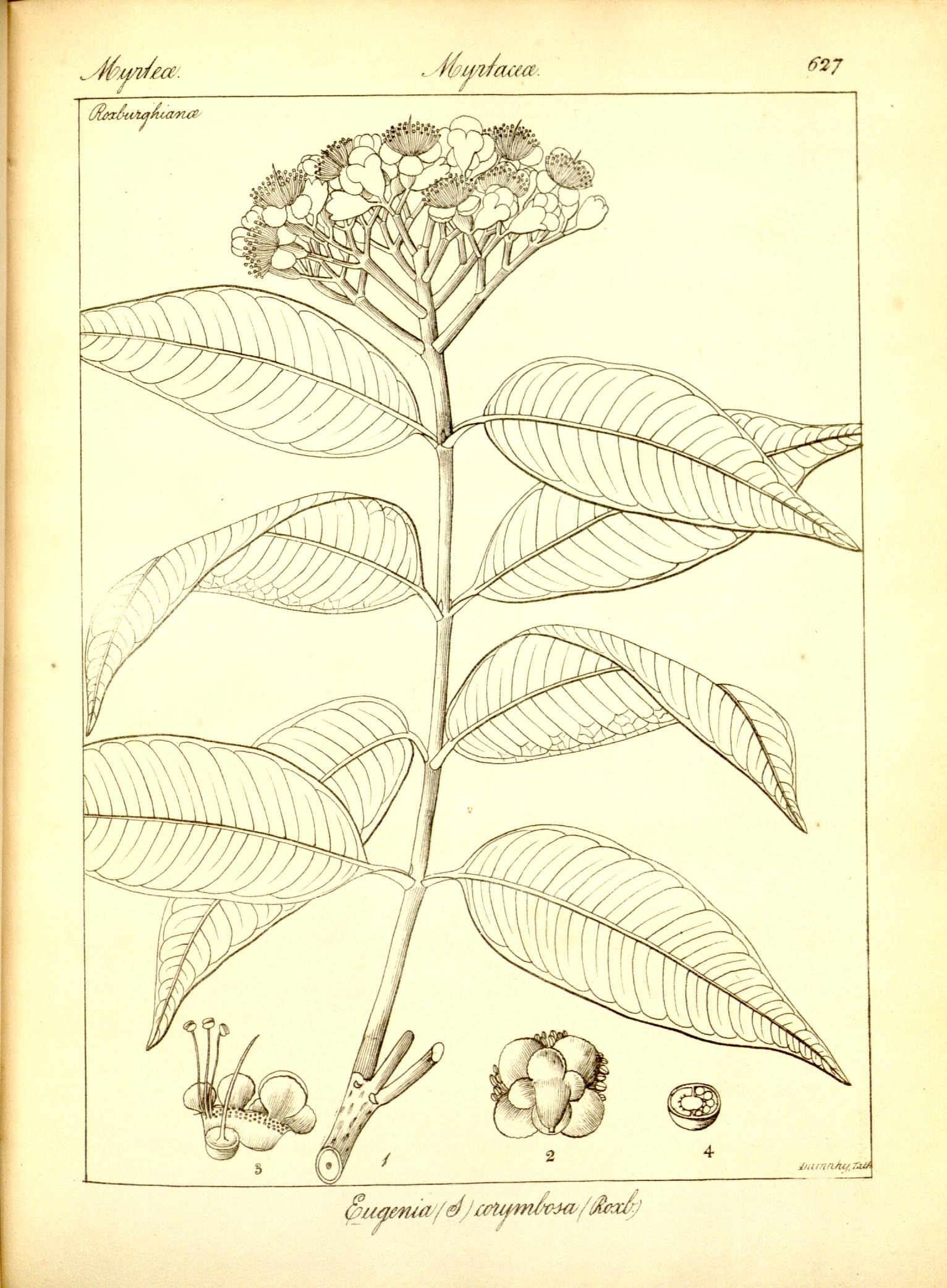 Plate 627