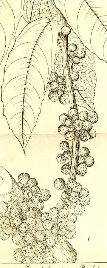Plate 632