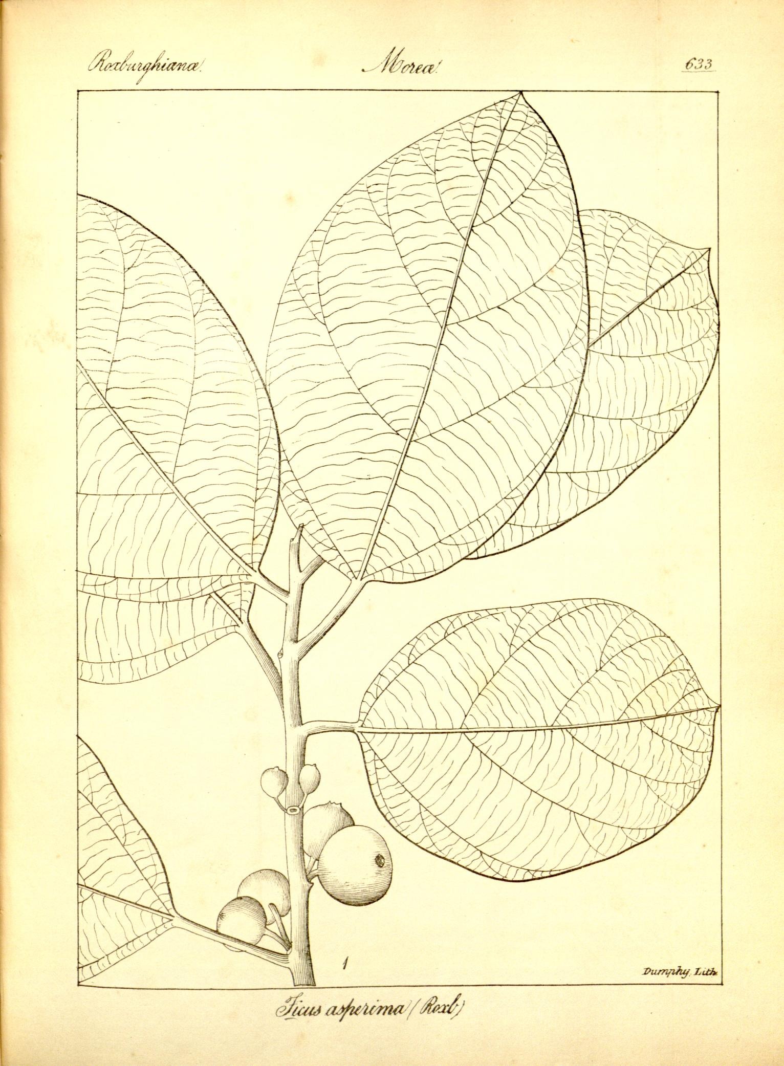 Plate 633
