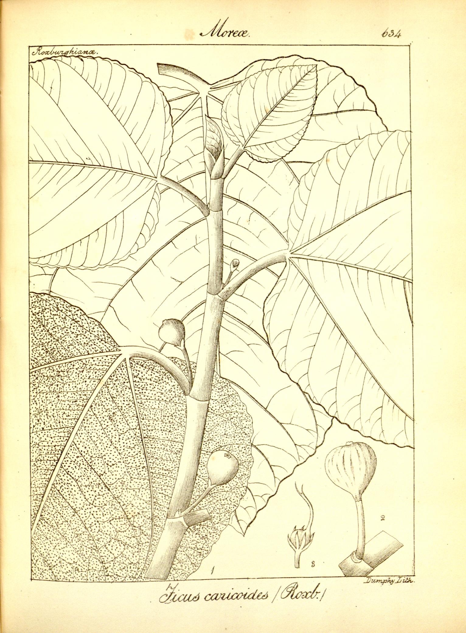 Plate 634