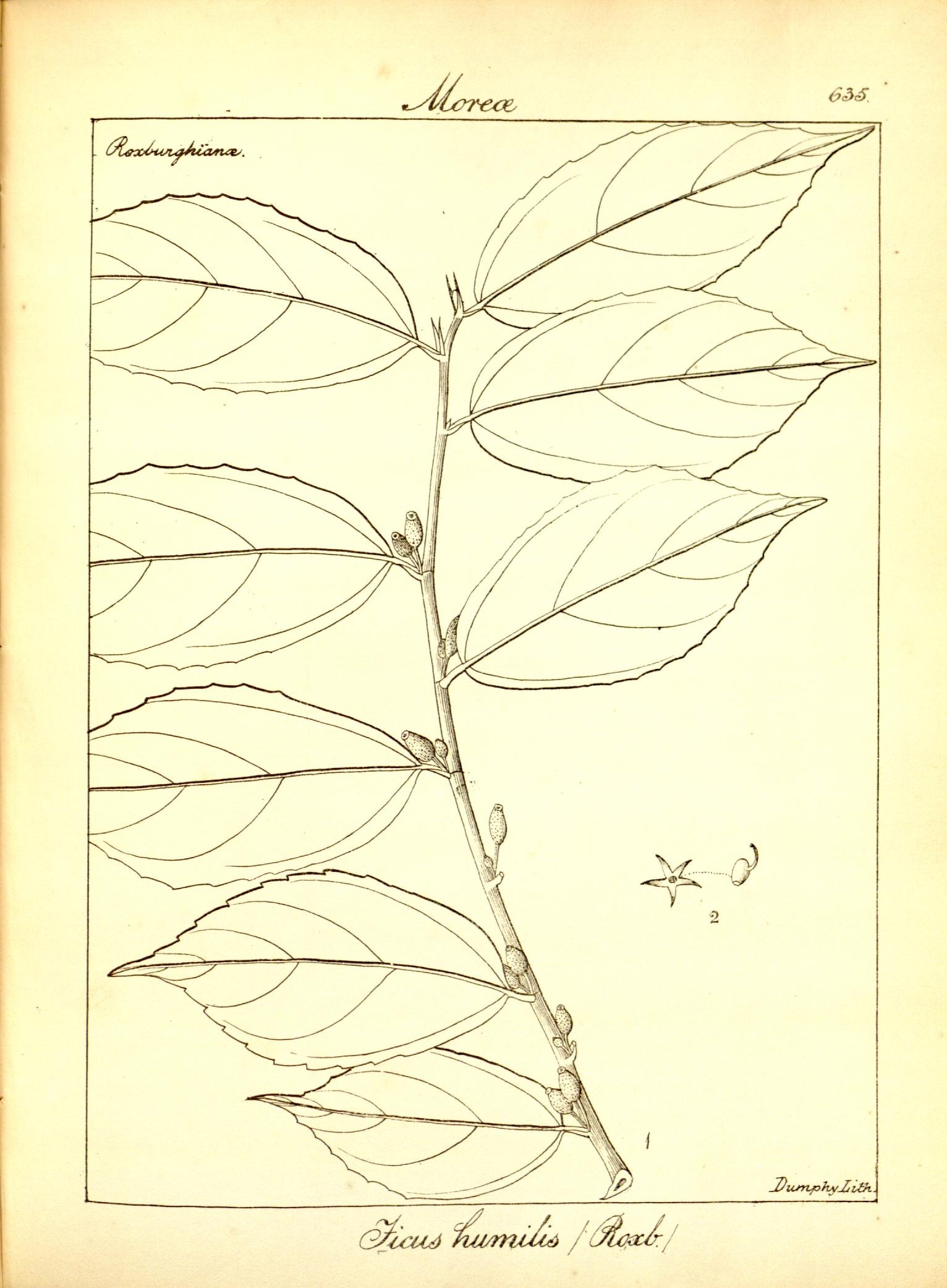 Plate 635
