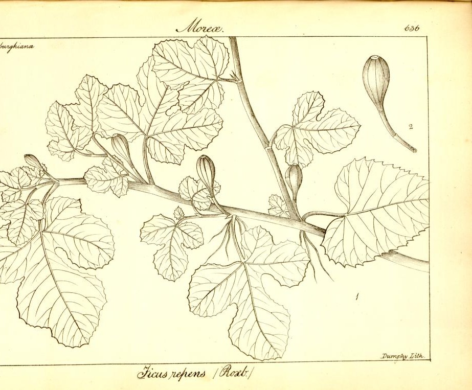 Plate 636