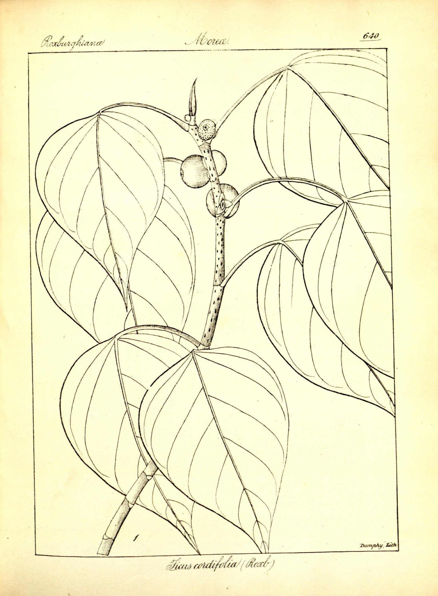 Plate 640