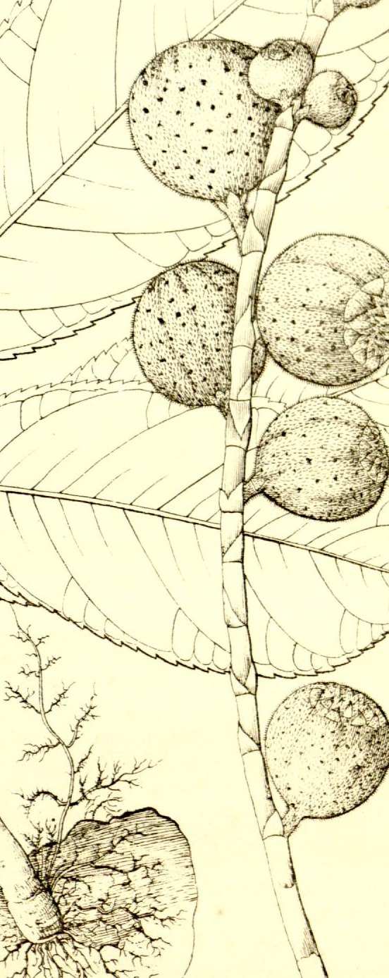 Plate 641