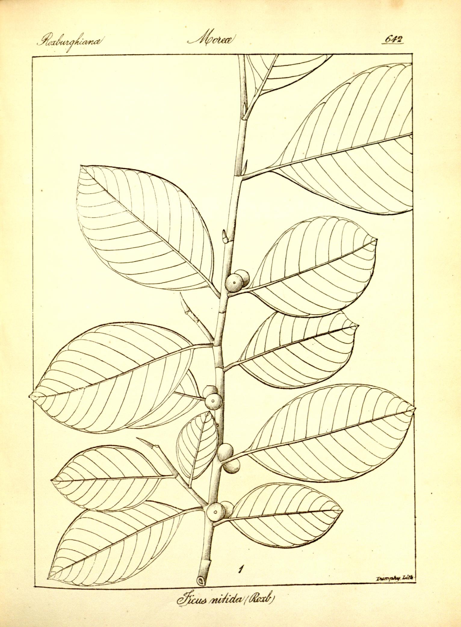 Plate 642