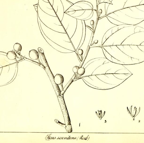 Plate 643