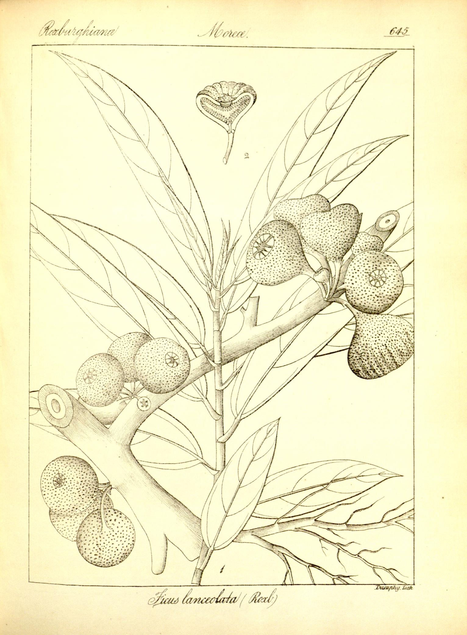 Plate 645