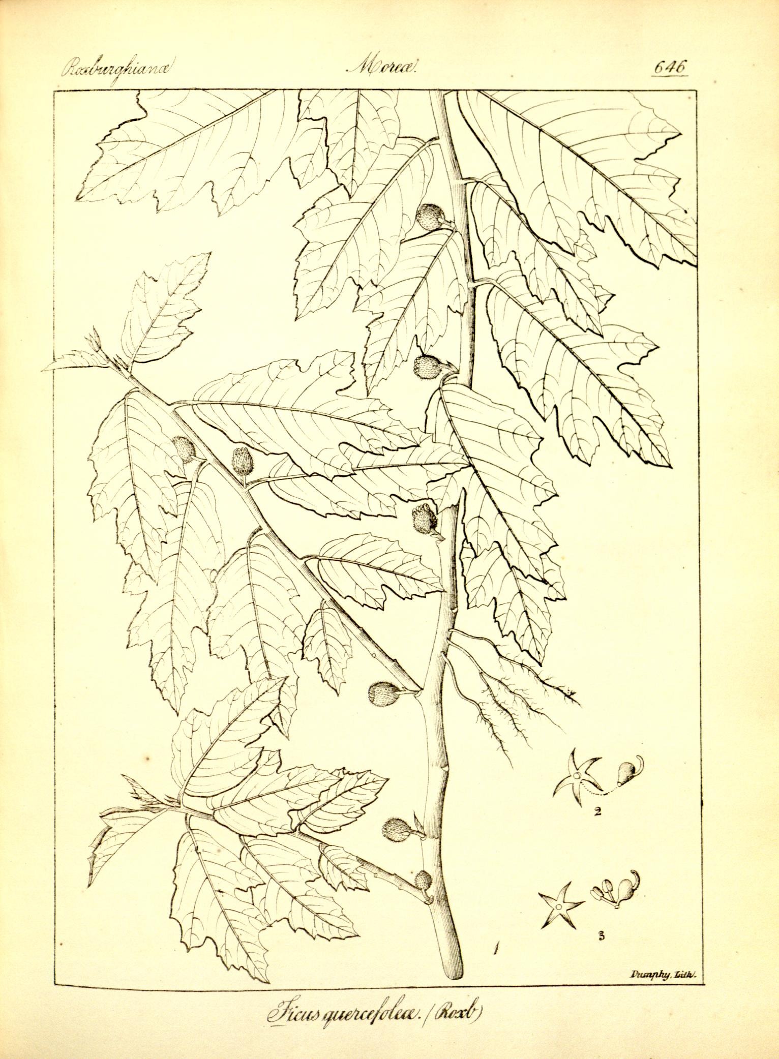 Plate 646