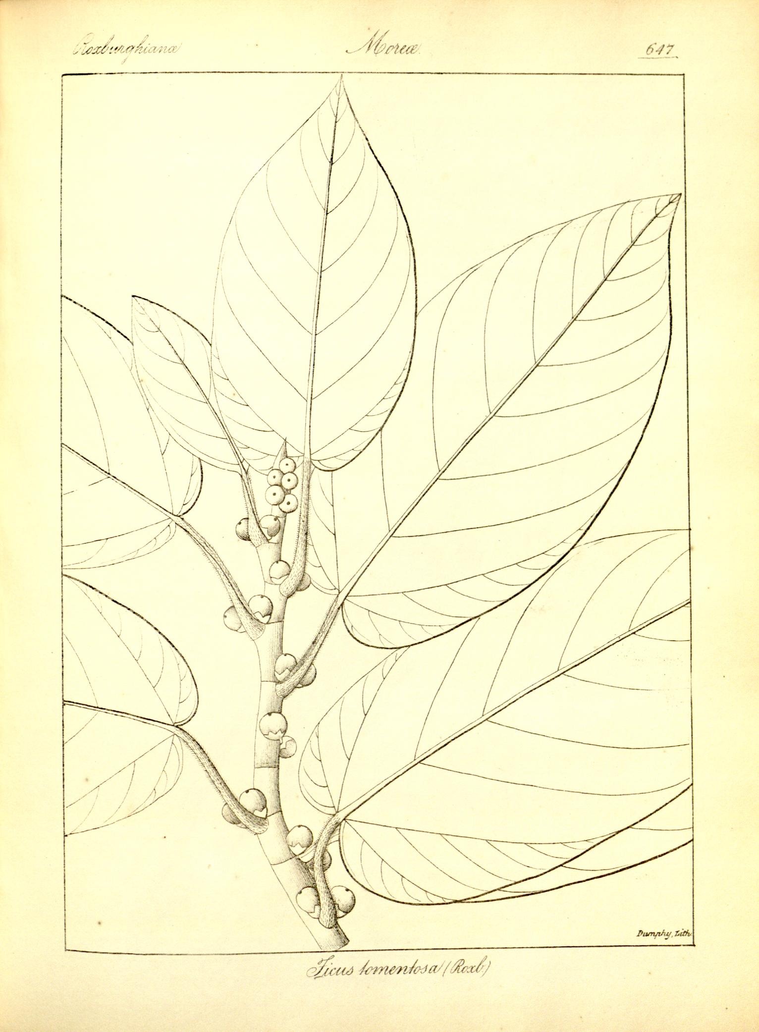 Plate 647