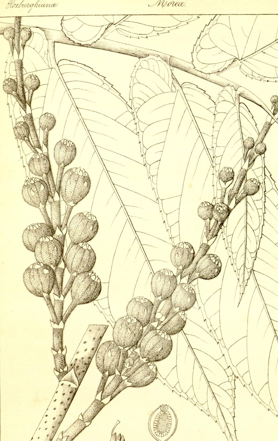 Plate 648