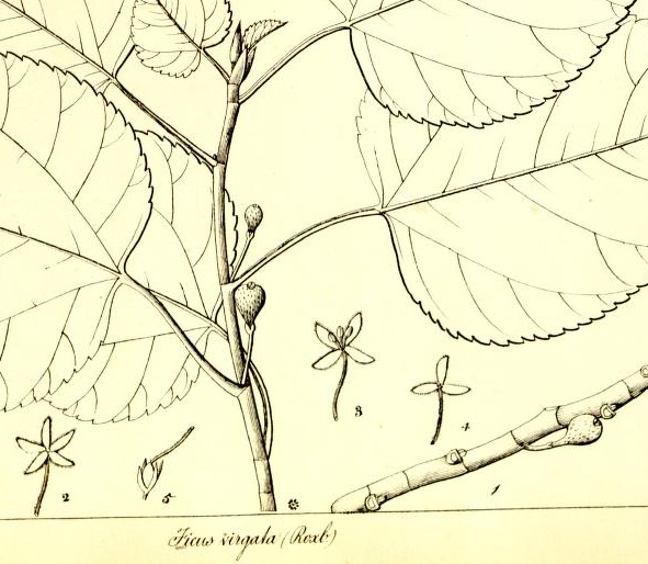 Plate 649