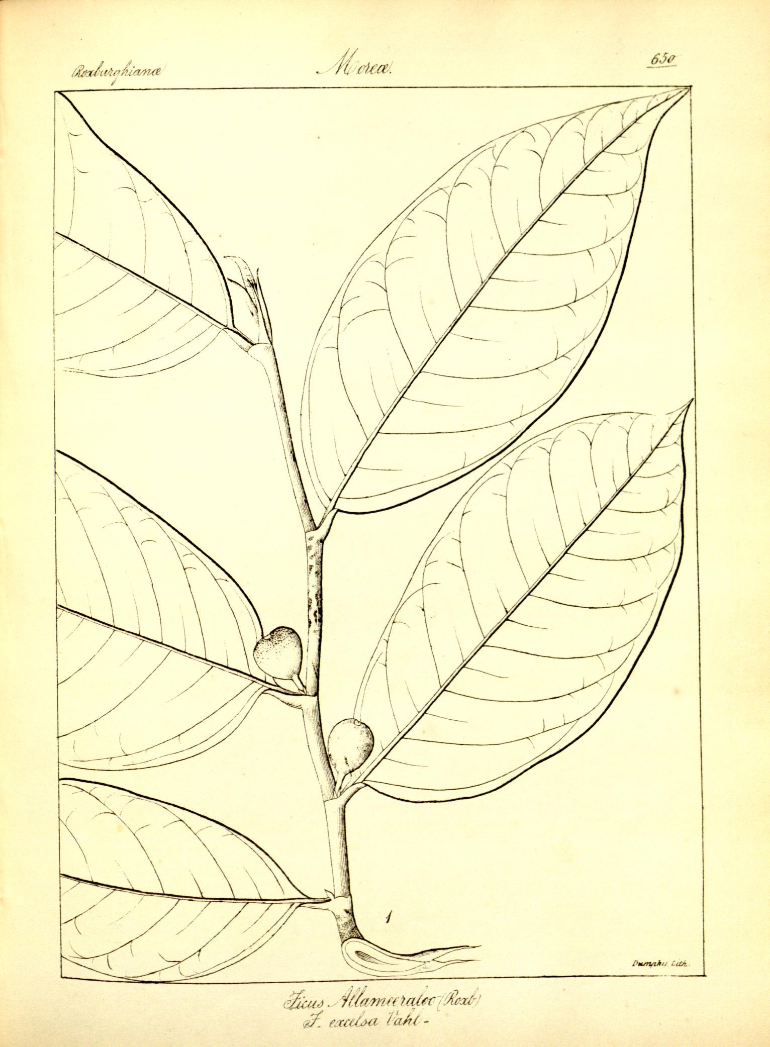 Plate 650