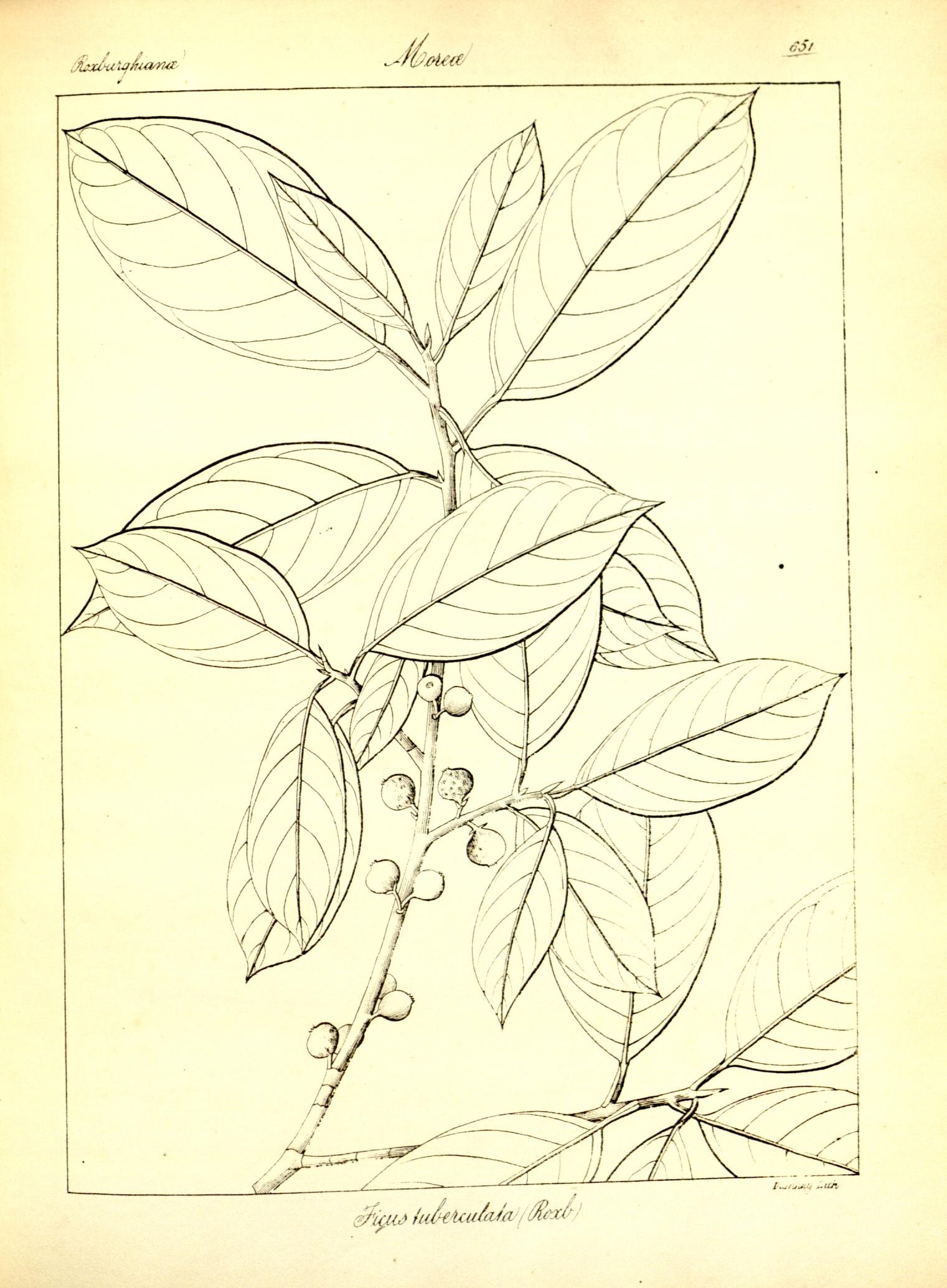 Plate 651