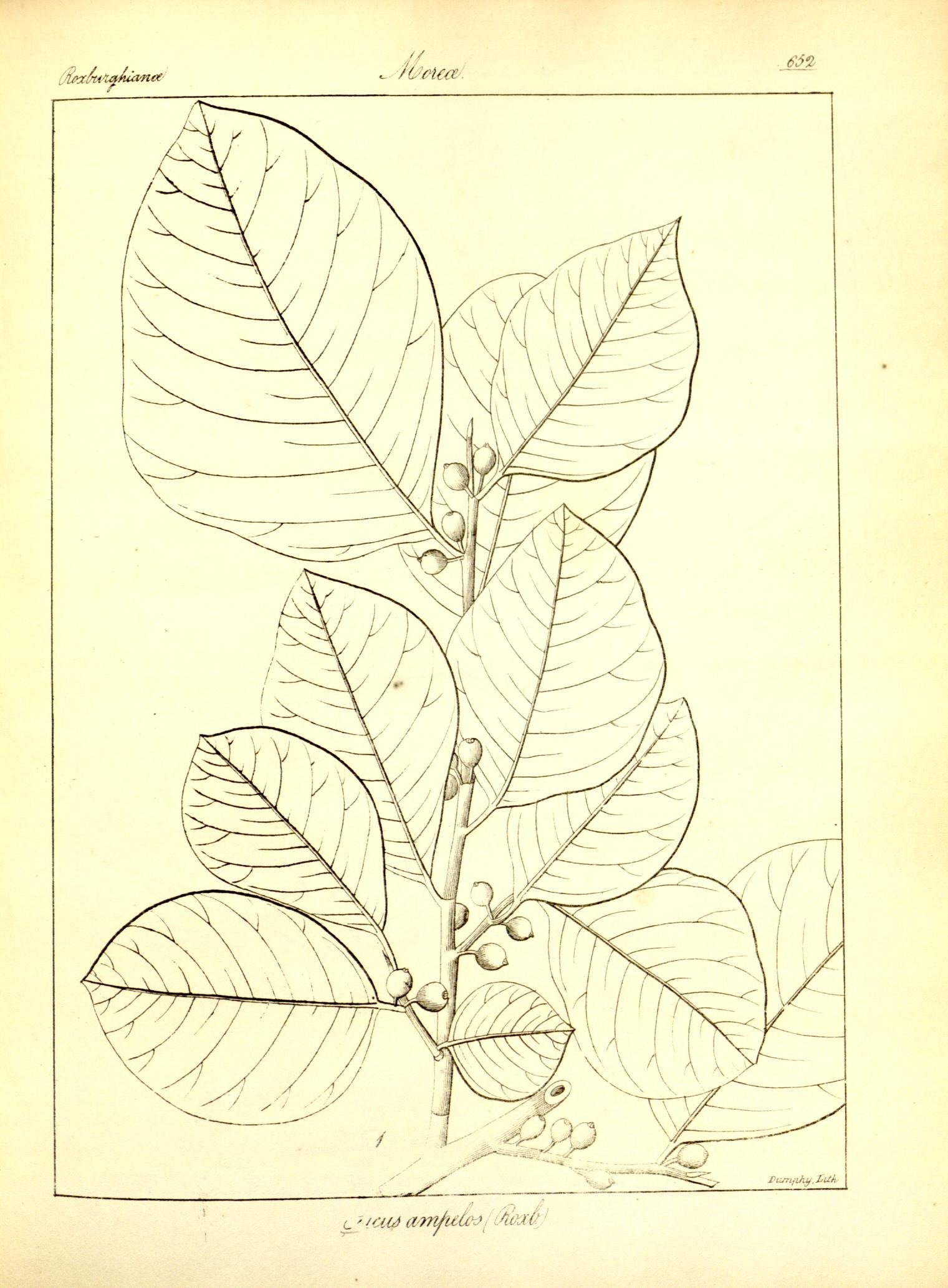 Plate 652
