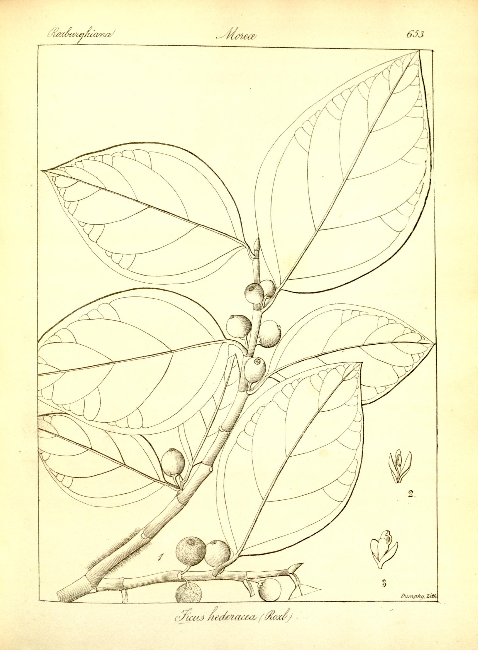 Plate 653