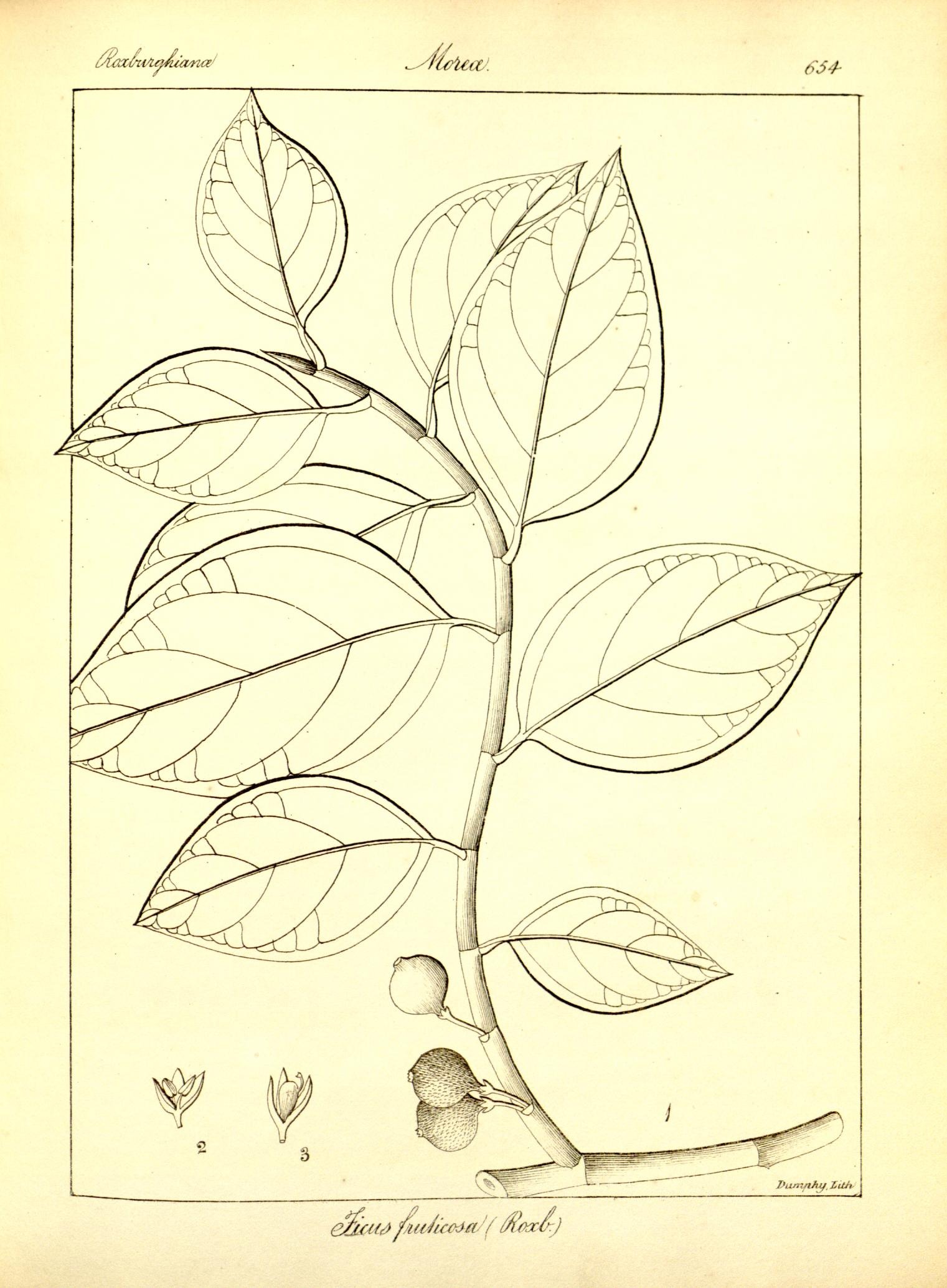 Plate 654