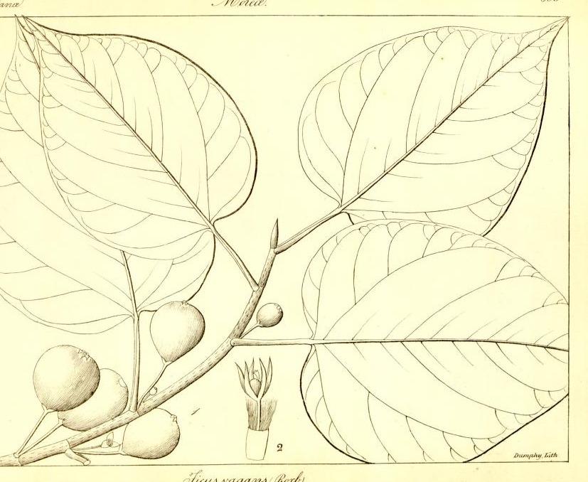 Plate 655