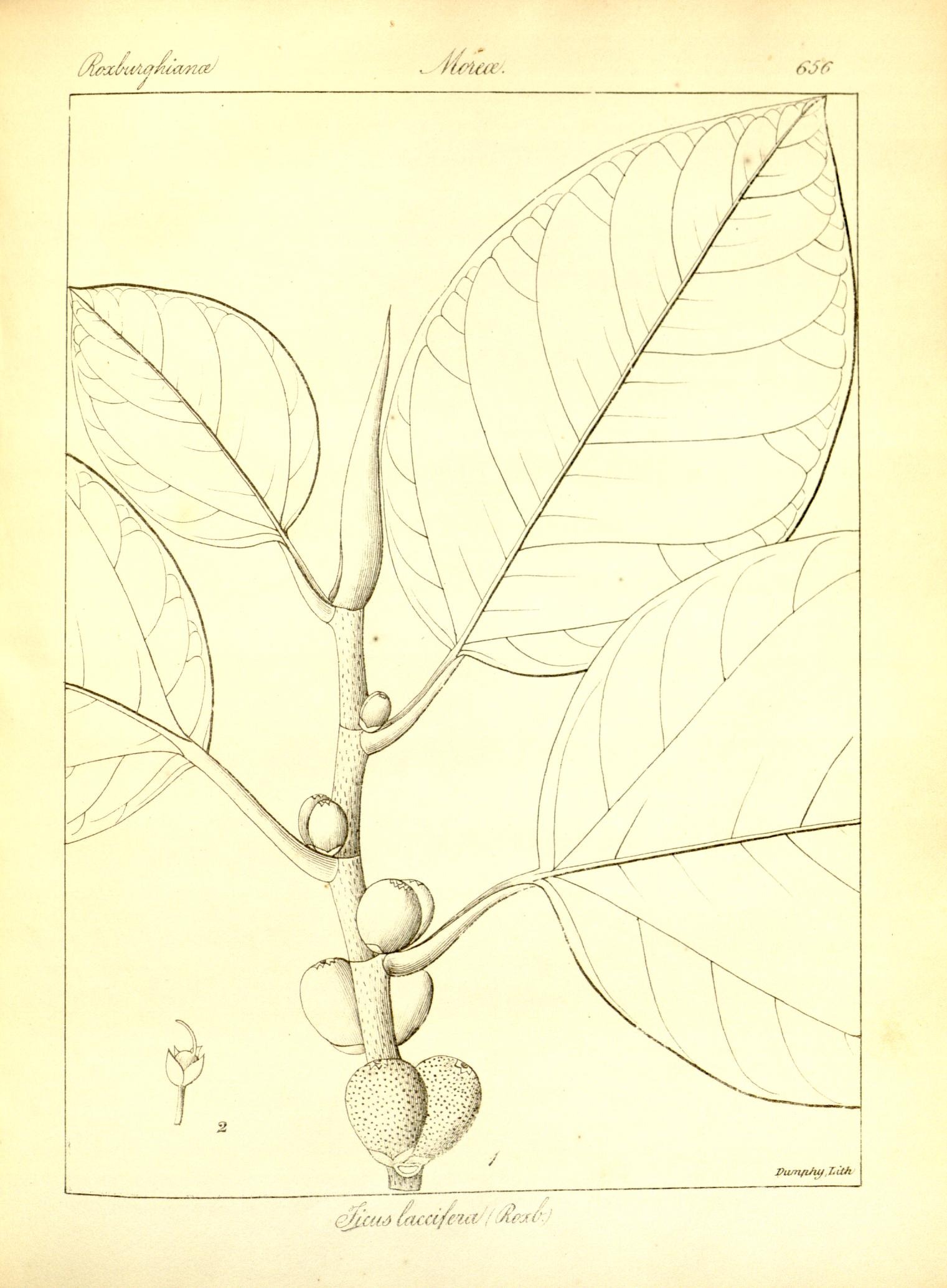 Plate 656