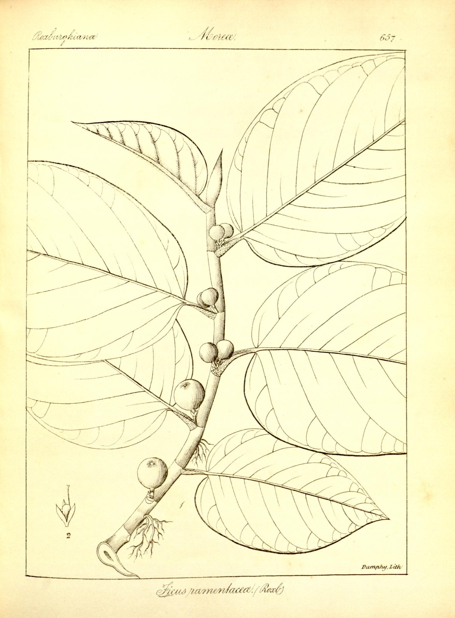 Plate 657