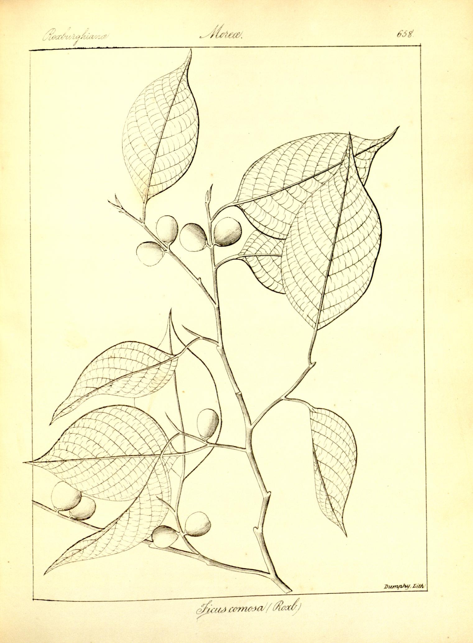 Plate 658