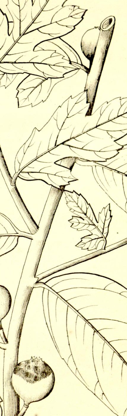 Plate 659