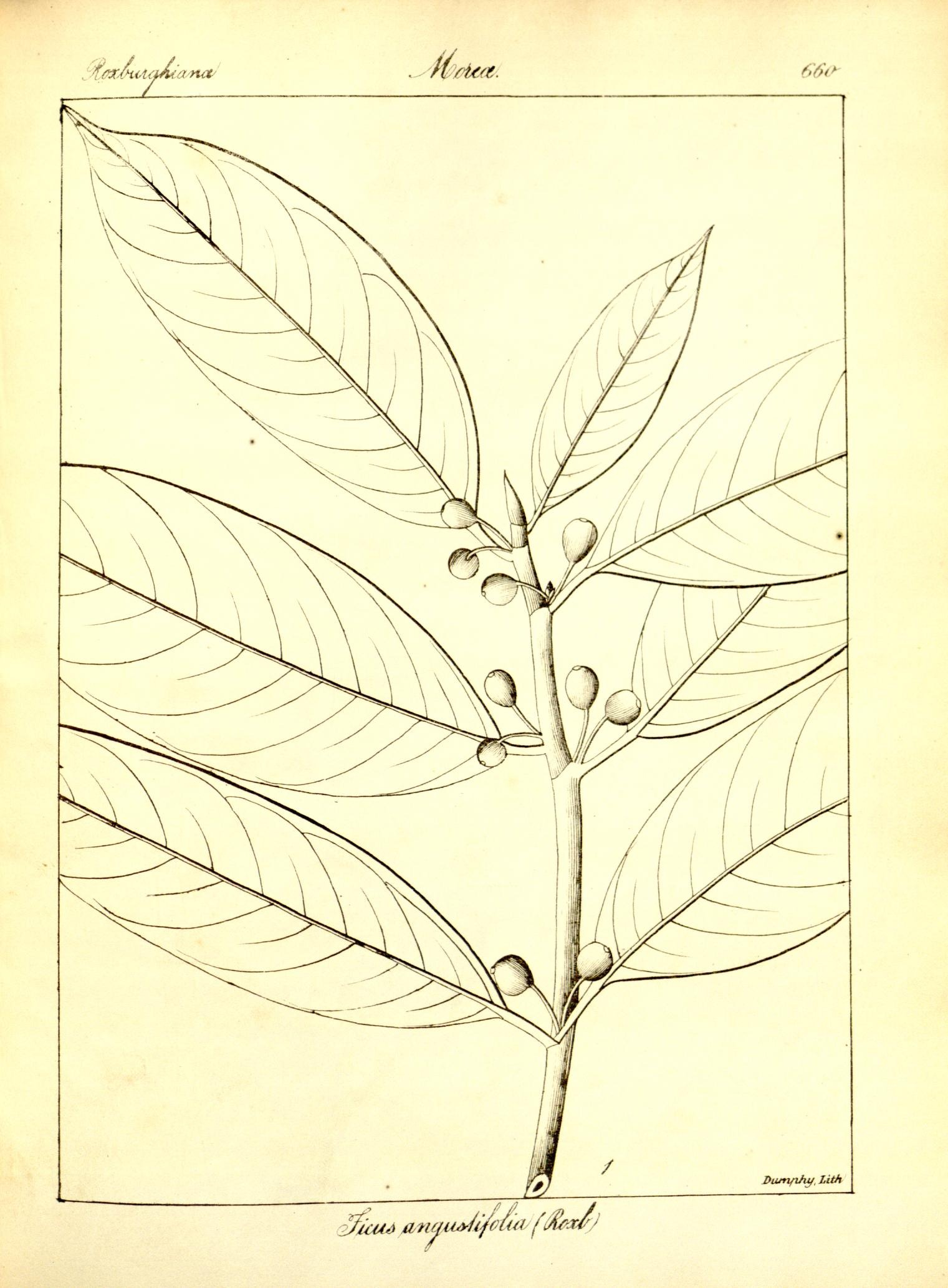 Plate 660