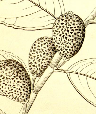 Plate 661