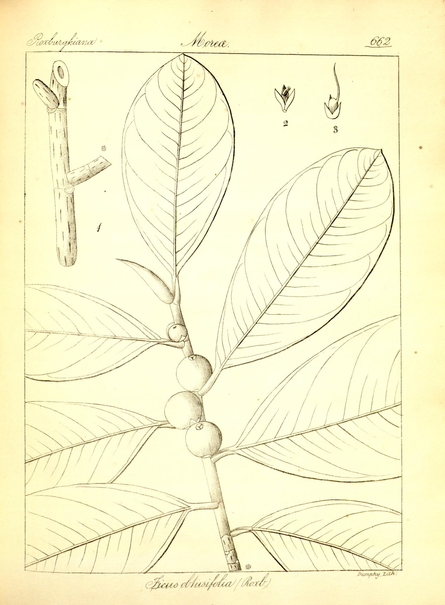 Plate 662