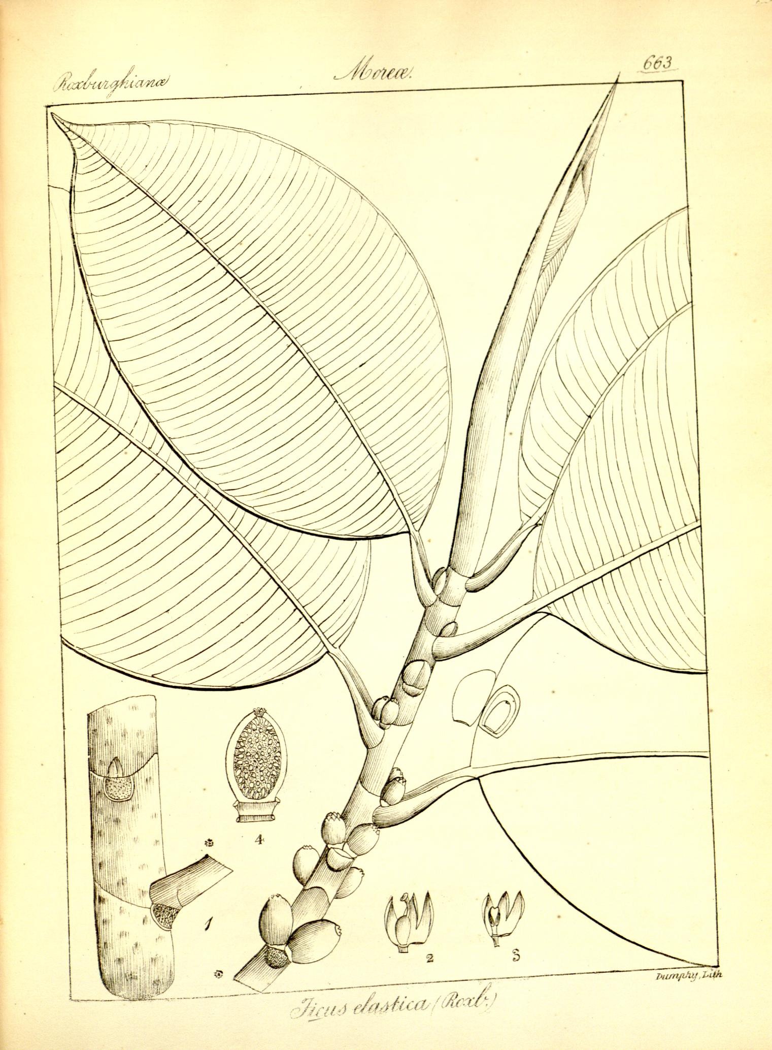 Plate 663