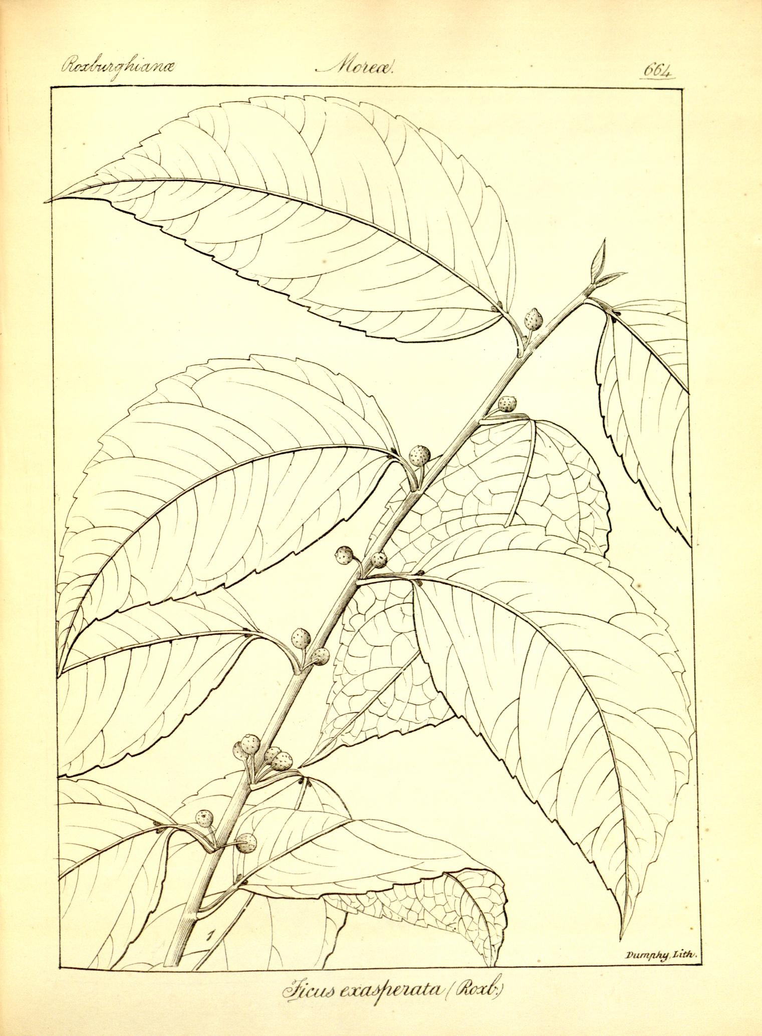 Plate 664