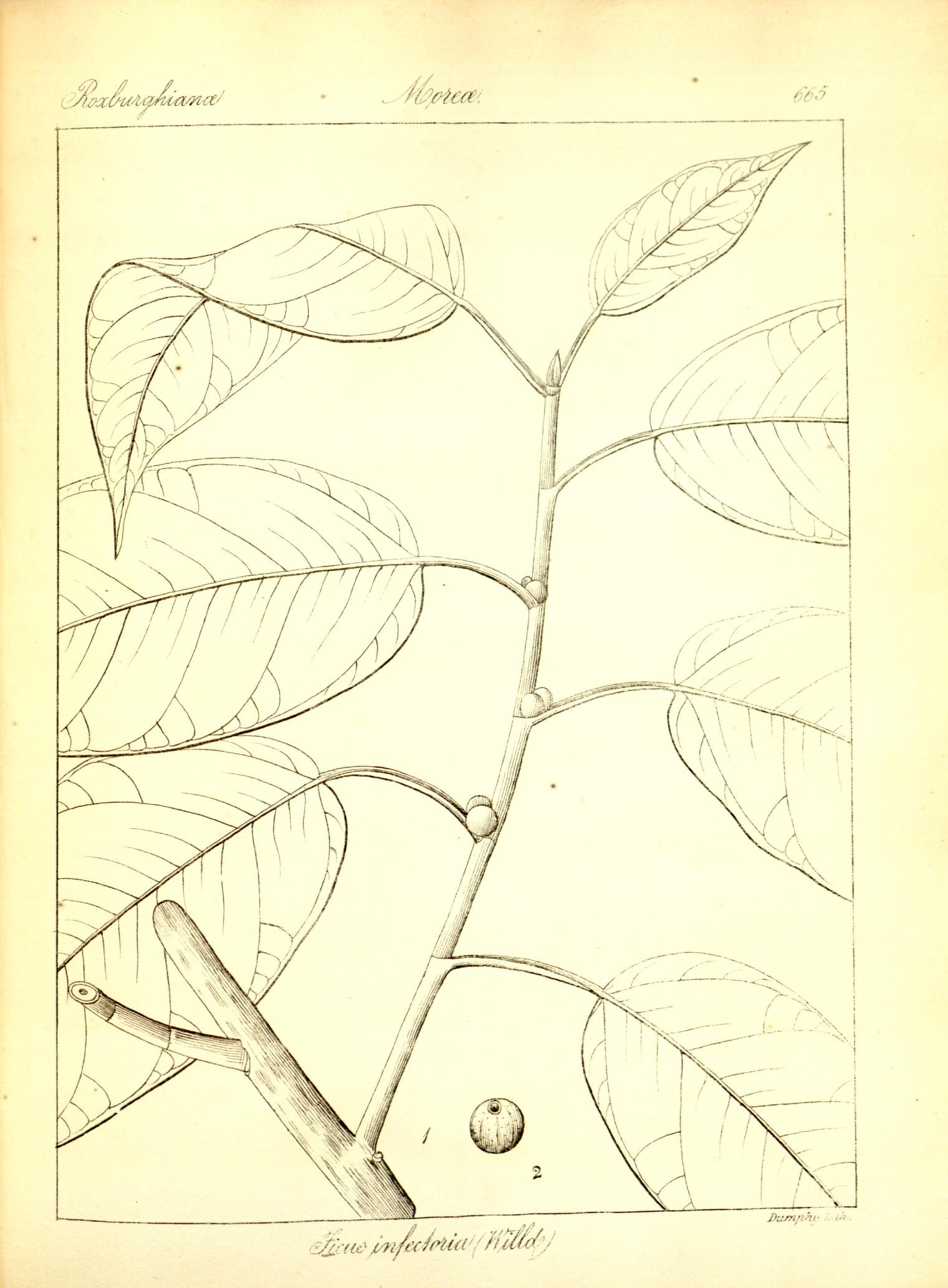 Plate 665