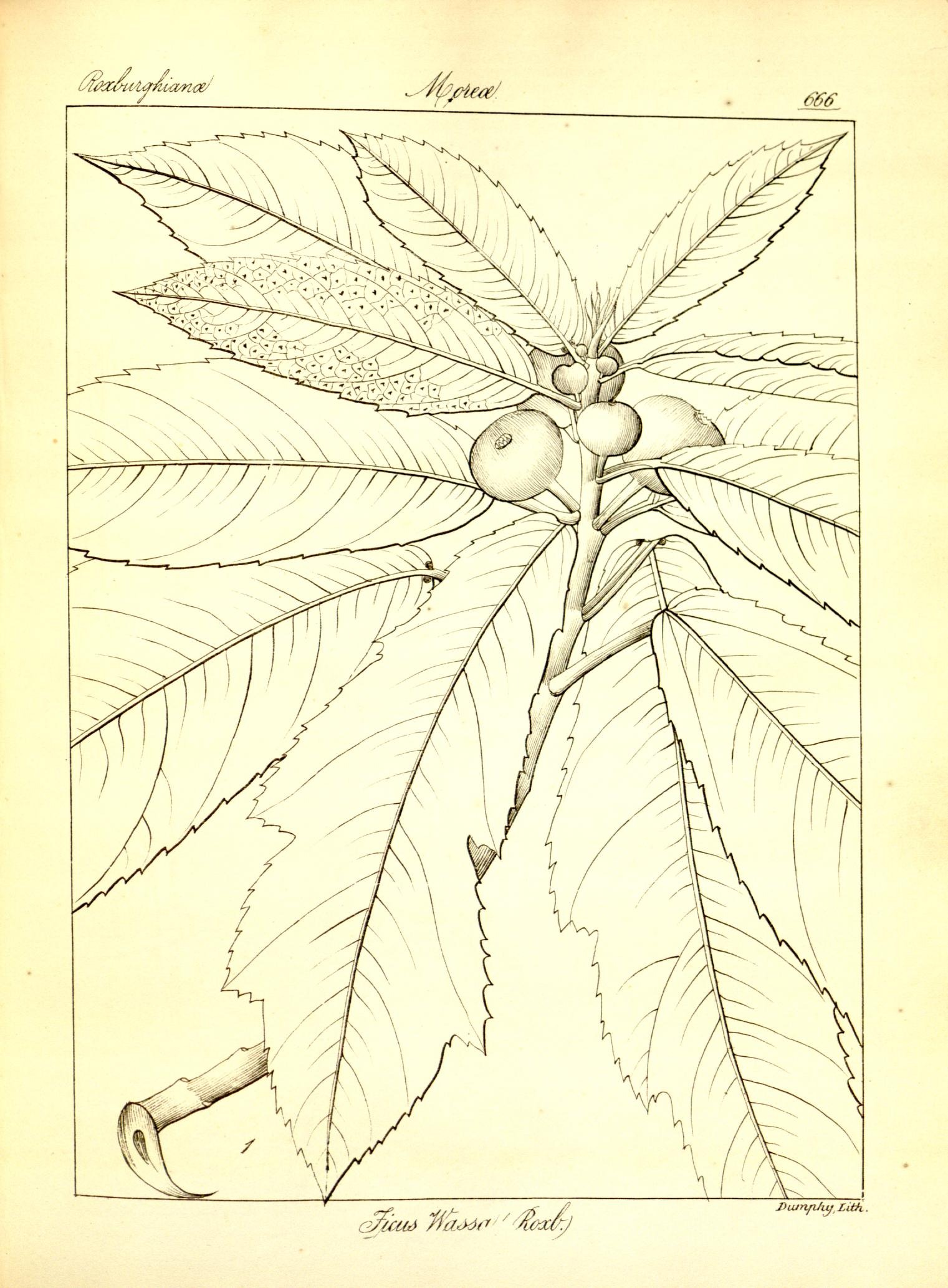 Plate 666