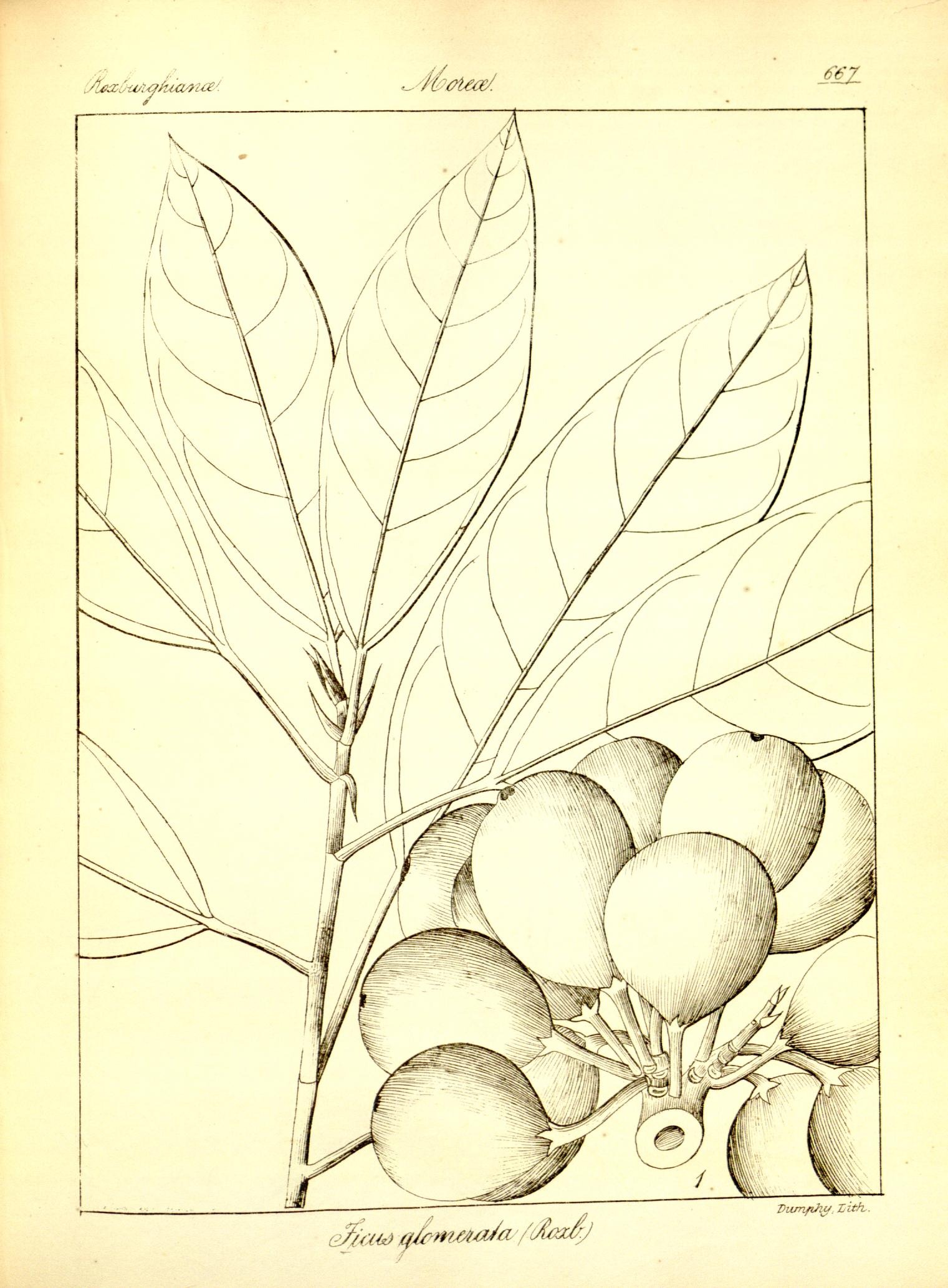Plate 667