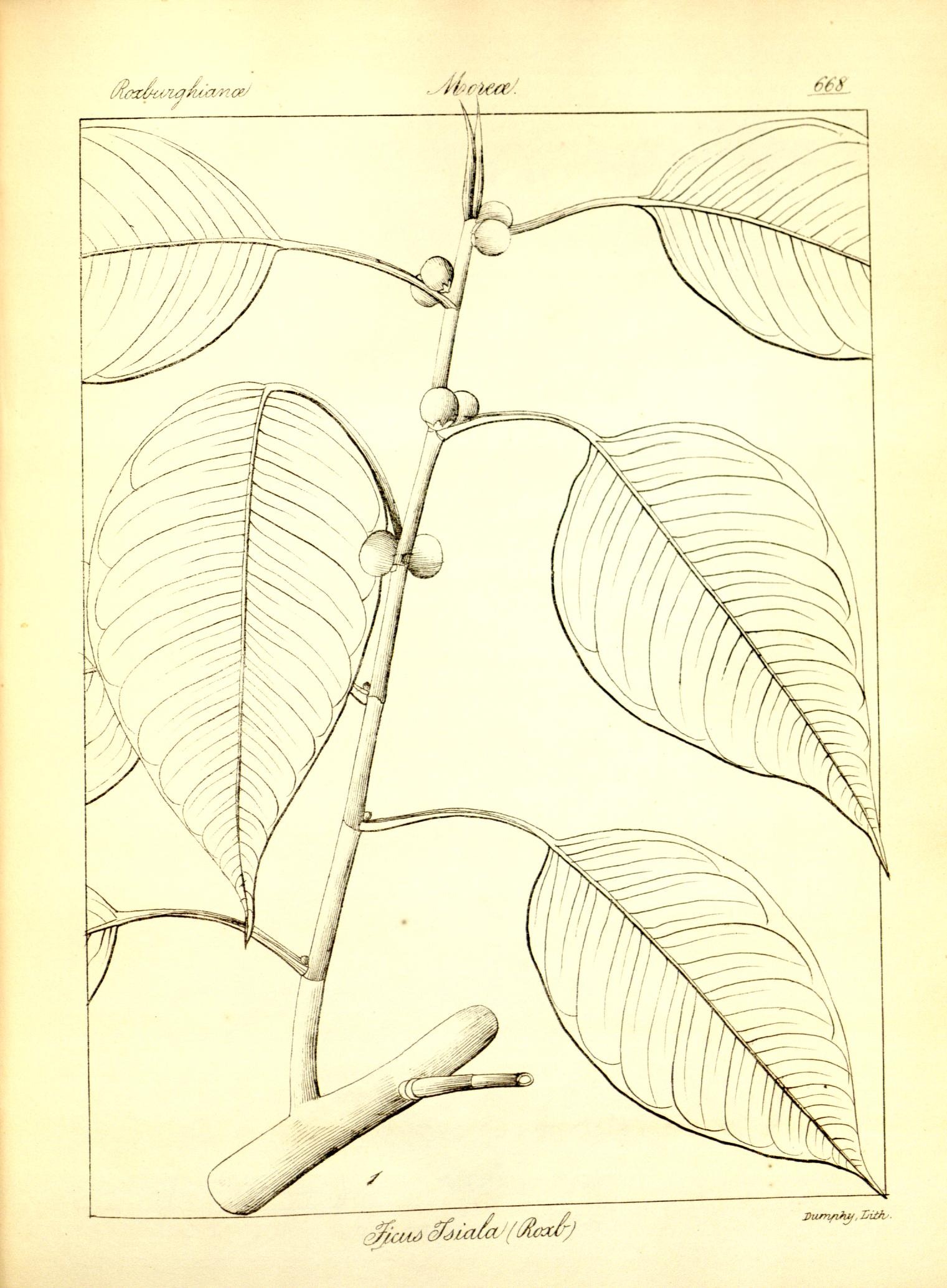 Plate 668