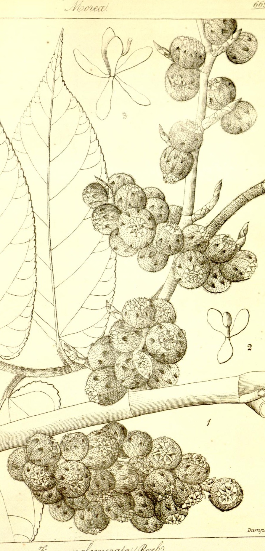 Plate 669