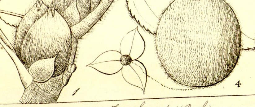 Plate 670