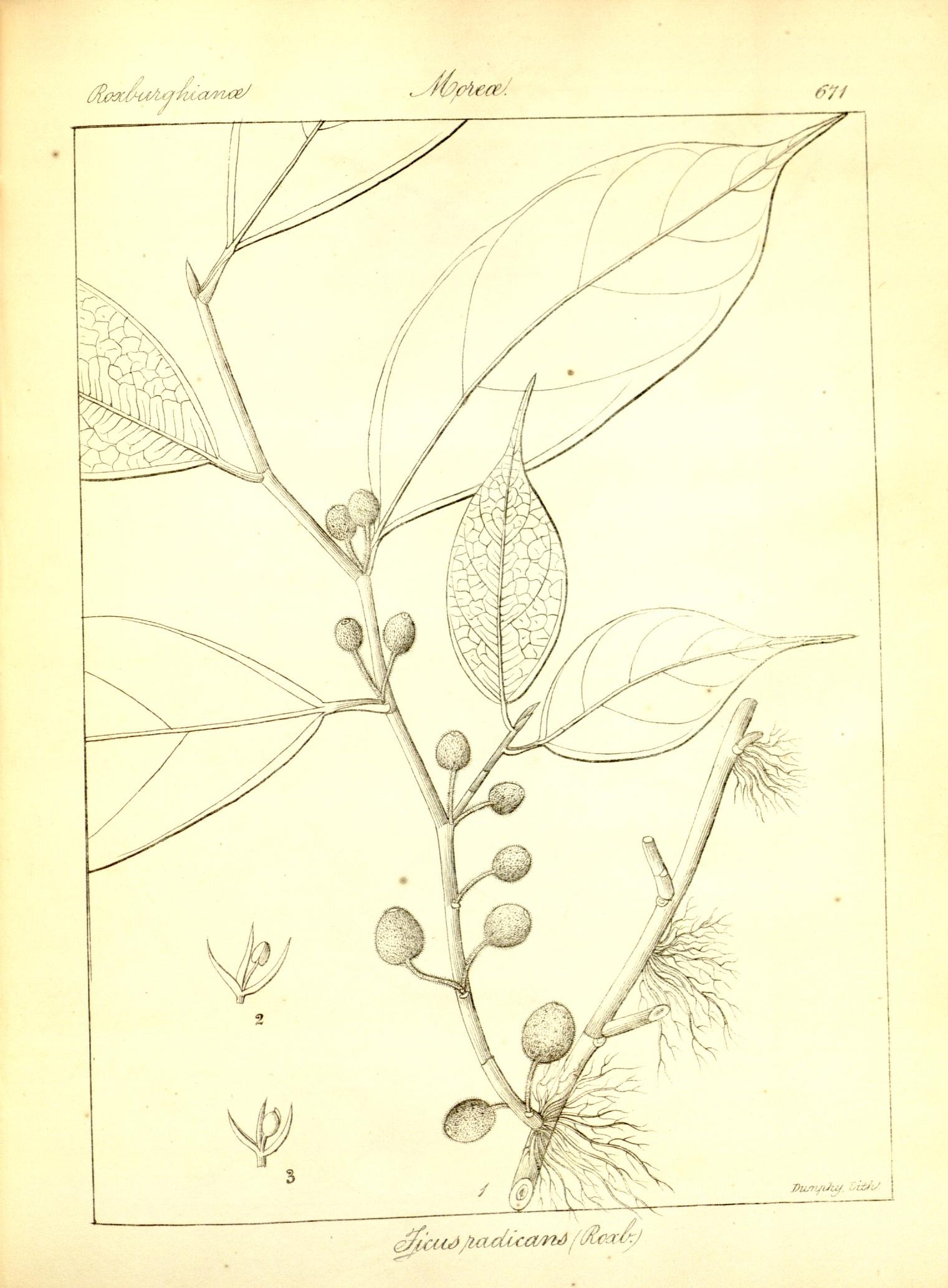 Plate 671