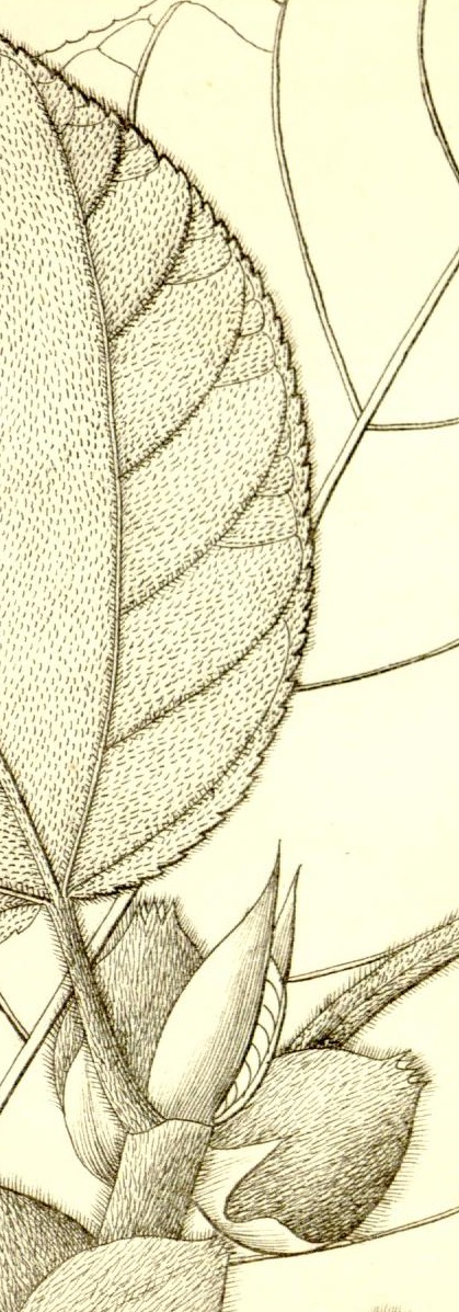 Plate 672